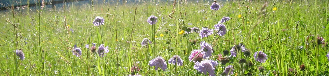 Alpine meadow