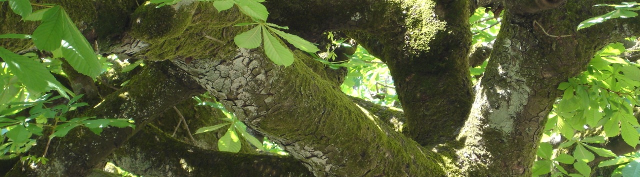 Horse chestnut bark