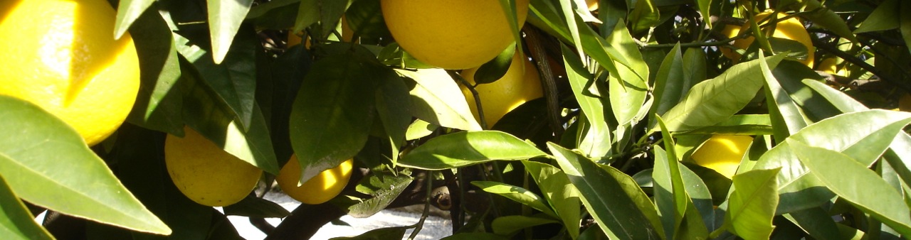 Lemons