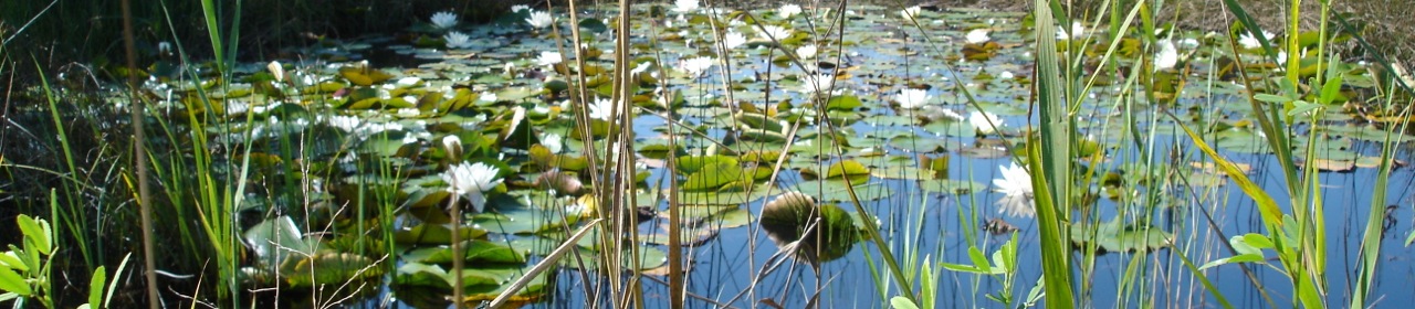 Lilly pond