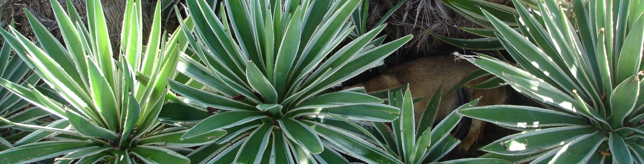 Madeira