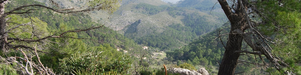 Mallorca hillside