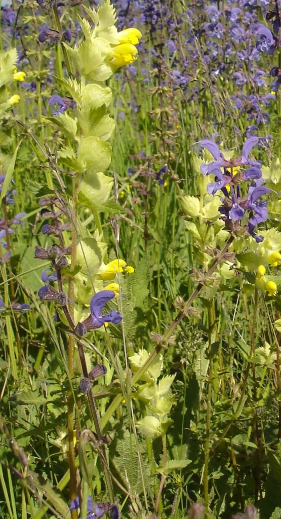 The yellow flowers of hay rattle are often found in diverse meadows because many of our most-loved flowering plants are resistant to its charms