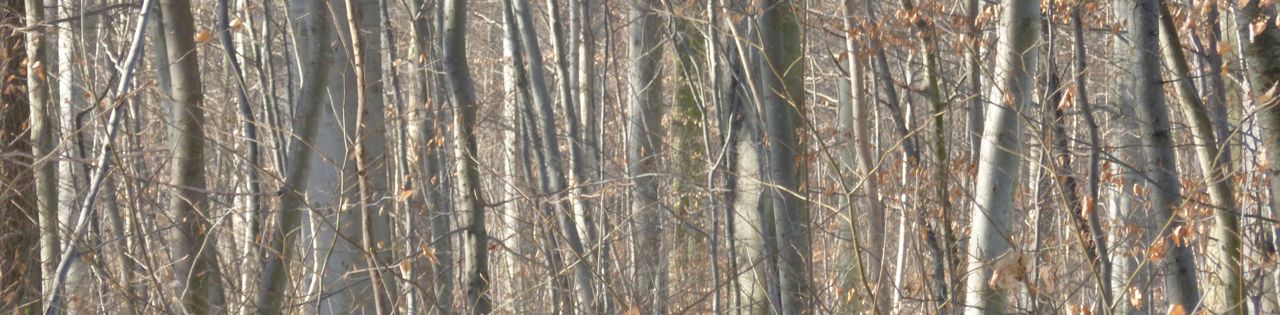 winter beech trees