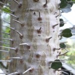 Euphorbia trunk