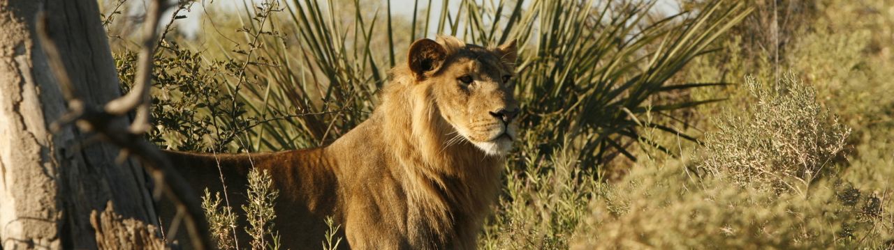 Lion Botswana