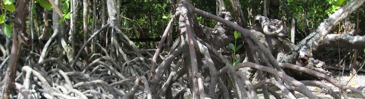 Mangrove roots