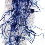 This root hair (pale grey) is heavily infected with beneficial mycorrhizal fungi (blue). Photo courtesy of Alicia Arguello.