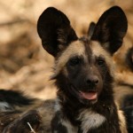 Wild dog portrait