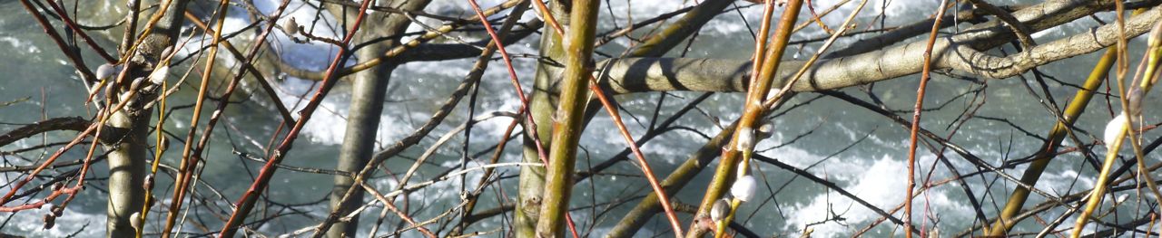 Winter twigs by river