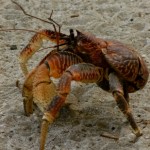 The coconut crab: not to be messed with, and definitely curious about what you have in your suitcase...