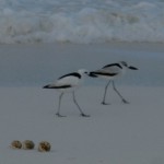 Crab plovers over-winter on Aldabra and are duly counted by staff
