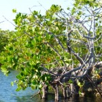 Mangroves line many of the channels and are vitally important habitats for fish and young turtles