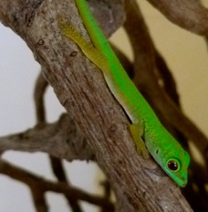 Phelsuma gecko