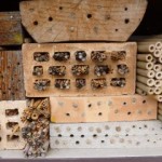 This wonderful nest site for solitary bees can be found at the Zurich Botanic Garden