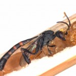 A tiny parasitoid wasp found within a brood cell