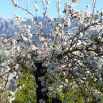 Almond blossom in the Majorcan mountains: a diverse landscape that supports thousands of overwintering birds.